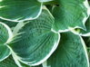 BOHYŠKA - Hosta hybrida 'Barbara Ann'