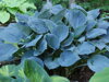 BOHYŠKA - Hosta hybrida´Blue Hawaii´