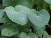 BOHYŠKA - Hosta hybride 'Bressingham Blue'