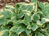 BOHYŠKA - Hosta hybrida ´Pilgrim´