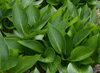 BOHYŠKA - Hosta hybride  'Devon Green'