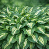 BOHYŠKA - Hosta hybride 'Snake Eyes´
