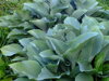 BOHYŠKA - Hosta hybrida 'Krossa Regal'