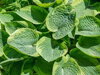 BOHYŠKA - Hosta sieboldiana ´Frances Williams´