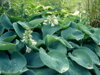 BOHYŠKA - Hosta sieboldiana ´Elegans´