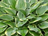 BOHYŠKA - Hosta hybrida ´Wide Brim´