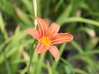 DENIVKA PLAVÁ - Hemerocallis fulva