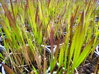 IMPERATA VÁLCOVITÁ - Imperata cylindrica ´Red Baron´