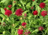 CHRASTAVEC MAKEDONSKÝ - Knautia macedonica ´Mars Midget´