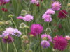 CHRASTAVEC MAKEDONSKÝ - Knautia macedonica ´Melton Pastels´