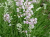 LEVANDULE LÉKAŘSKÁ- Lavandula angustifolia 'Rosea'