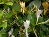 ZIMOLEZ JAPONSKÝ - Lonicera japonica ´Hall's Prolific´