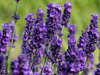 LEVANDULE  - Lavandula angustifolia 'Hidcote´