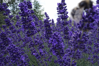 LEVANDULE  - Lavandula angustifolia 'Dark Hidcote Blue´
