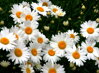KOPRETINA - Leucanthemum vulgare ´May Queen´
