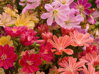 3 KS LEVISIE - Lewisia hybrida ´Elise´