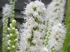 ŠUŠKARDA KLASNATÁ (SHORAKVĚT) - Liatris spicata ´Floristan White'