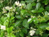 3 KS PTAČÍ ZOB VEJČITOLISTÝ - Ligustrum ovalifolium