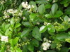  PTAČÍ ZOB VEJČITOLISTÝ - Ligustrum ovalifolium