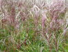 OZDOBNICE ČÍNSKÁ - Miscanthus sinensis ´Ferner Osten´