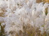 OZDOBNICE ČÍNSKÁ - Miscanthus sinensis 'Kleine Fontaine'