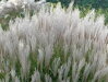 OZDOBNICE ČÍNSKÁ - Miscanthus sinensis 'Kleine Silberspinne'