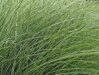 OZDOBNICE ČÍNSKÁ - Miscanthus sinensis 'Morning Light'