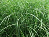 OZDOBNICE ČÍNSKÁ - Miscanthus sinensis 'Puenktchen'