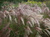 OZDOBNICE ČÍNSKÁ - Miscanthus sinensis ´Kaskade´