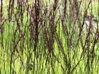 BEZKOLENEC MODRÝ - Molinia caerulea 'Edith Dudszus´