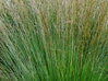 BEZKOLENEC MODRÝ - Molinia caerulea 'Moorhexe'