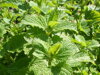 MEDUŇKA LÉKAŘSKÁ – Melissa officinalis