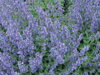 ŠANTA - Nepeta x faassenii  'Six Hills Giant'