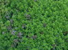 MAJORÁNKA VYTRVALÁ - Origanum hybridum