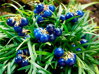 SEDOULEK JAPONSKÝ - Ophiopogon japonicus ´Minor´