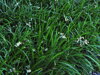 SEDOULEK PLOCHOSTVOLÝ - Ophiopogon planiscapus 