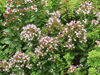 DOBROMYSL OBECNÁ - Origanum vulgare ´Compactum´