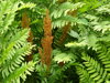 PODEZŘEŇ KRÁLOVSKÁ - Osmunda regalis