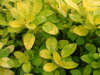 DOBROMYSL OBECNÁ - Origanum vulgare ´Gold´