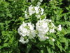 PLAMENKA LATNATÁ - Phlox paniculata 'Adessa® White'