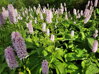 RDESNO HADÍ KOŘEN - Persicaria bistorta ´Superba´