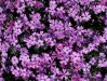 PLAMENKA ŠÍDLOVITÁ - Phlox subulata ´Purple Beauty´´