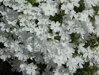 PLAMENKA ŠÍDLOVITÁ - Phlox subulata ´White Delight´