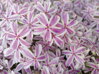 PLAMENKA ŠÍDLOVITÁ - Phlox subulata 'Candy Stripes'