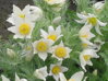 KONIKLEC OBECNÝ - Pulsatilla vulgaris ´Bells White´
