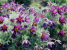 KONIKLEC OBECNÝ - Pulsatilla vulgaris ´Bells Violet´