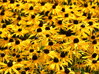 TŘAPATKA LESKLÁ - Rudbeckia fulgida 'Goldsturm'