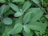 ŠALVĚJ LÉKAŘSKÁ - Salvia officinalis ´Berggarten´ 