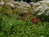  ROZCHODNÍK BÍLÝ - Sedum album ´Coral Carpet´