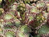 NETŘESK - Sempervivum hybridum ´Moerkerk´s Merit´